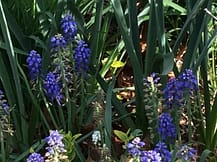 bulbs