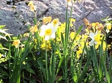 daffodil
