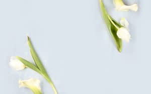 simple flowers on blue background