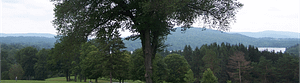 Tree Tops