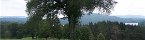 Tree Tops